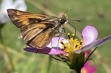 Huron Sachem butterfly on a flower