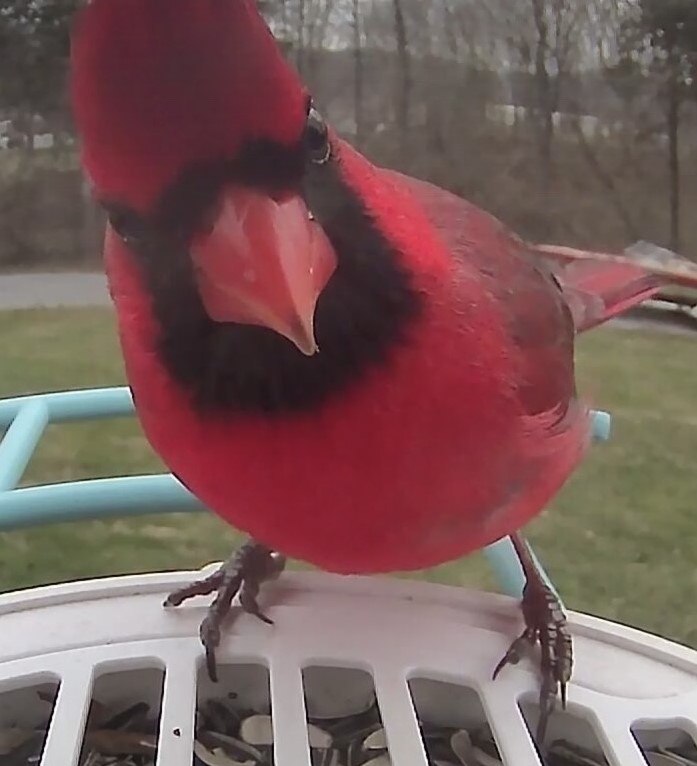 Bright red northern cardinal staring into the camera at the bird feeder