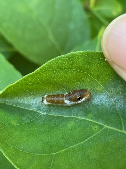 A tiny spicebush swallowtail caterpillar on my spicebush