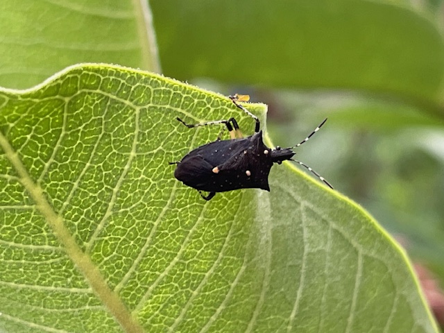 A black stinkbug on a milkweed leaf