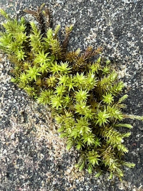 Moss growing through the cracks of my brick walkway.