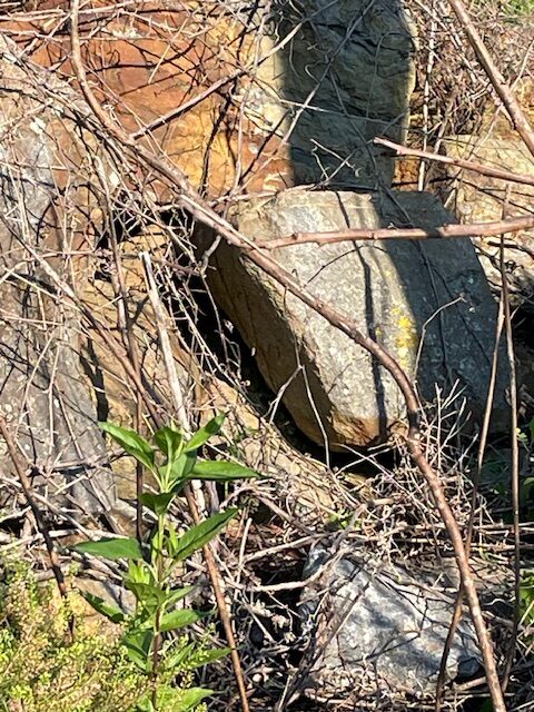 A hidden space beneath some large rocks may conceal an animal hiding from the hot sun.