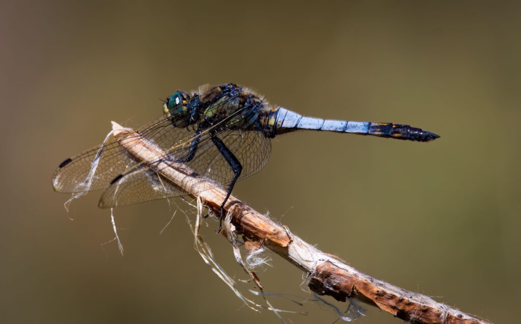 Blue dragonfly