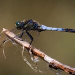 Blue dragonfly