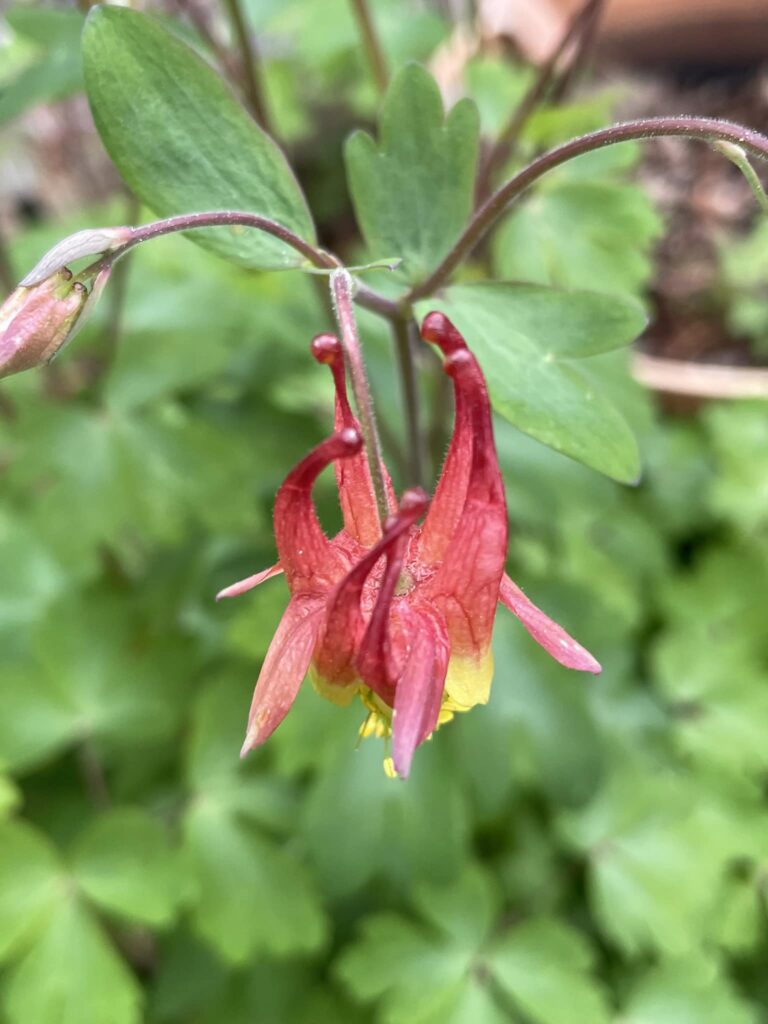 Red columbine flower