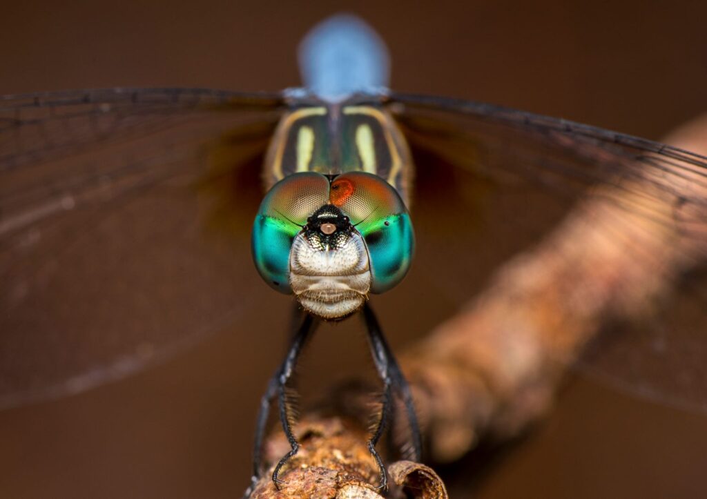 Gorgeous closeup of a dragonfly head and face.