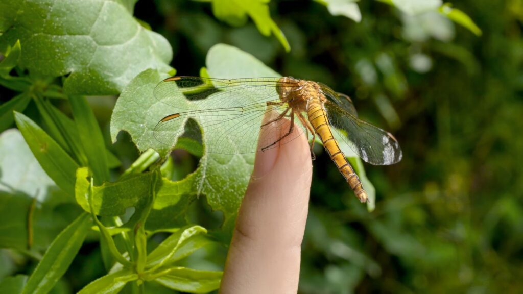 Yellow dragonfly alight on a finger.