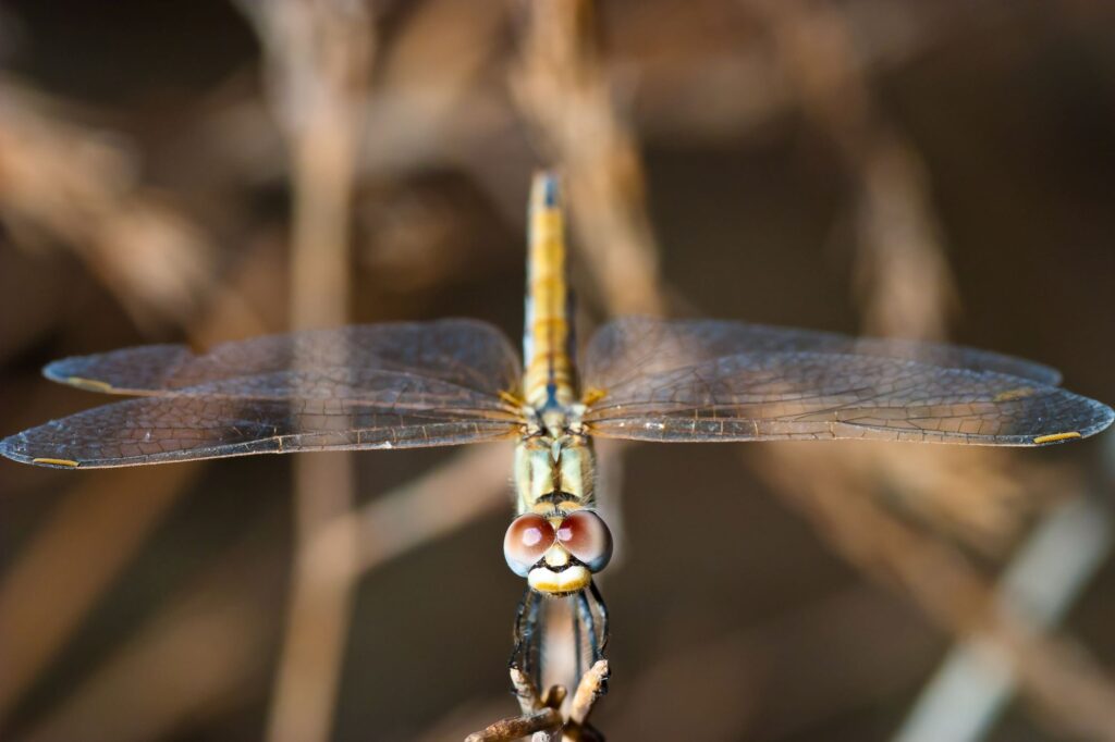 A dragonfly lights on a branch viewed head-on.