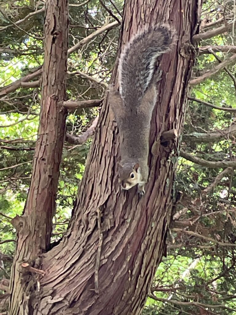 Gray squirrel as interested in me as I was in him