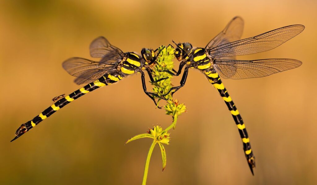 2 yellow and black striped dragonflies on either side of a flower.