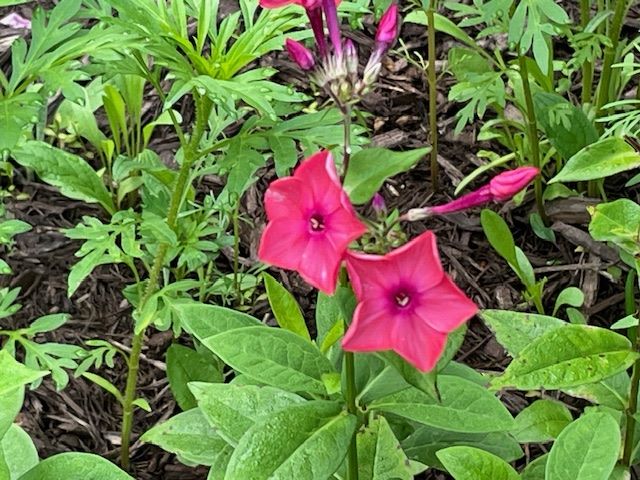 Tall phlox draws hummers because of their shape.