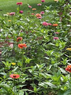 Wildflower garden - many zinnias of all colors