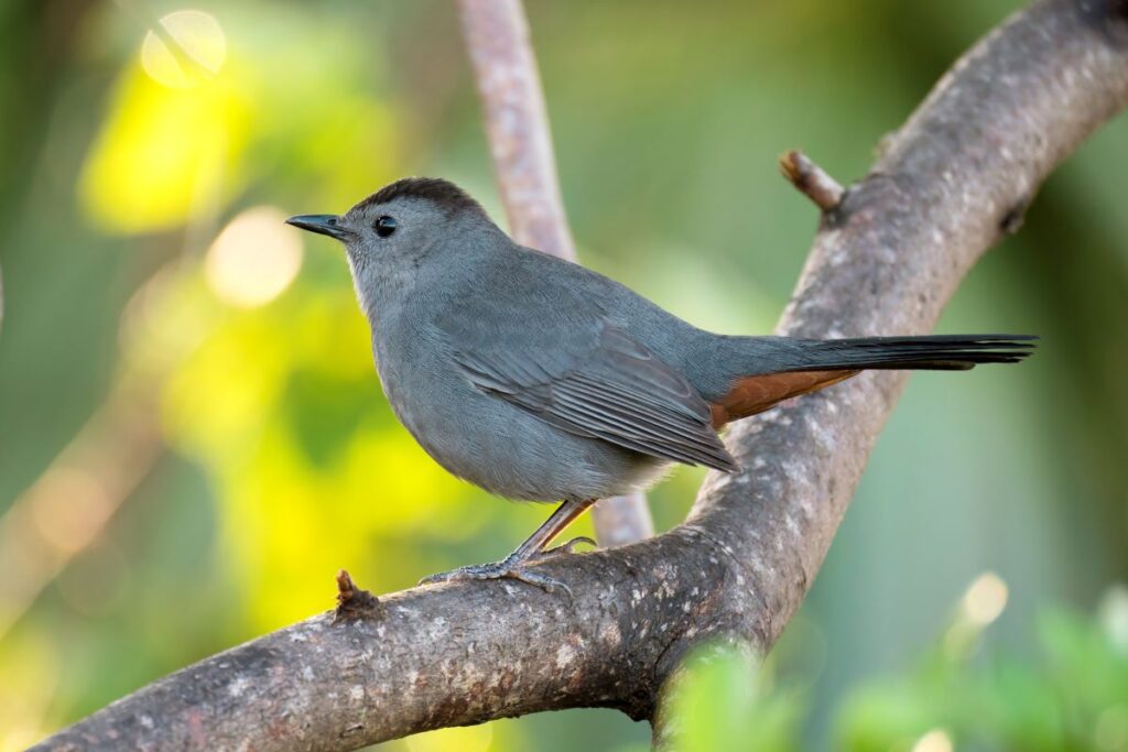 Gray catbird on a branch