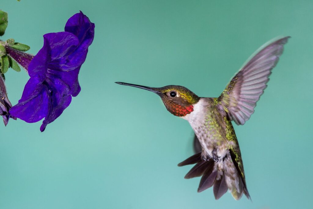 A male hummer is poised to take a drink of nectar from a purple petunia flower.