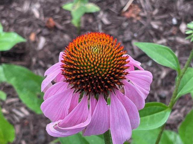 Hummingbird magnet - Purple coneflower close-up