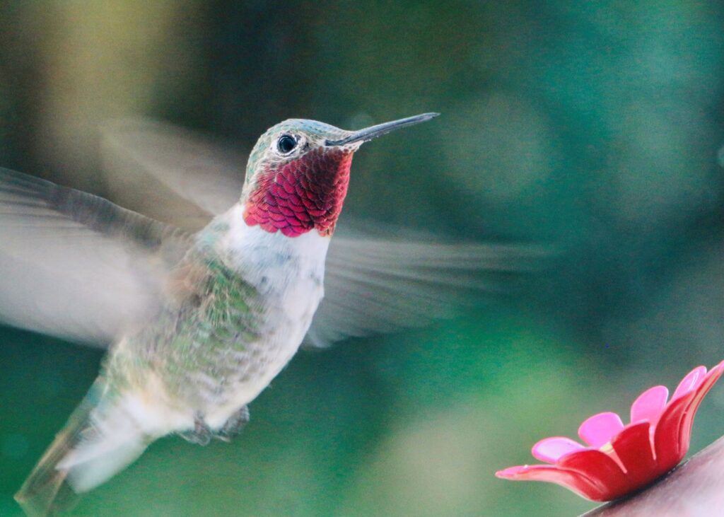 A bright male hummingbird hovers near a hummingbird feeder. The wings are captured in motion.