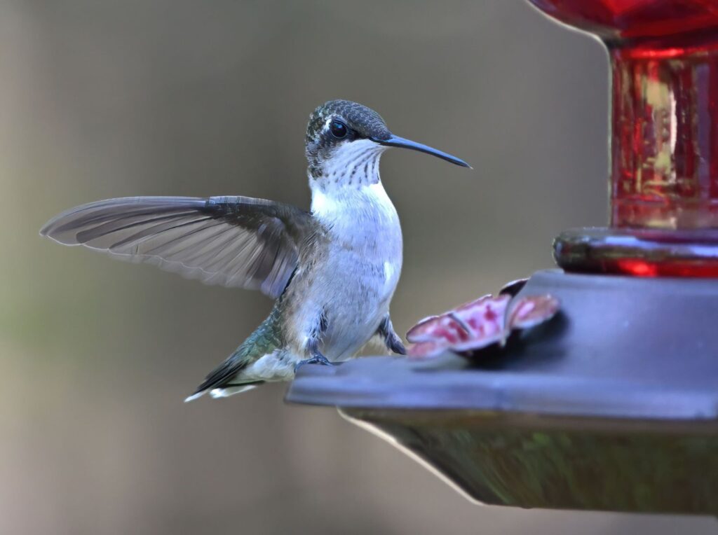 A female Ruby-throated hummingbird perches on a hummingbird feeder, ready to drink the sugar water mix.