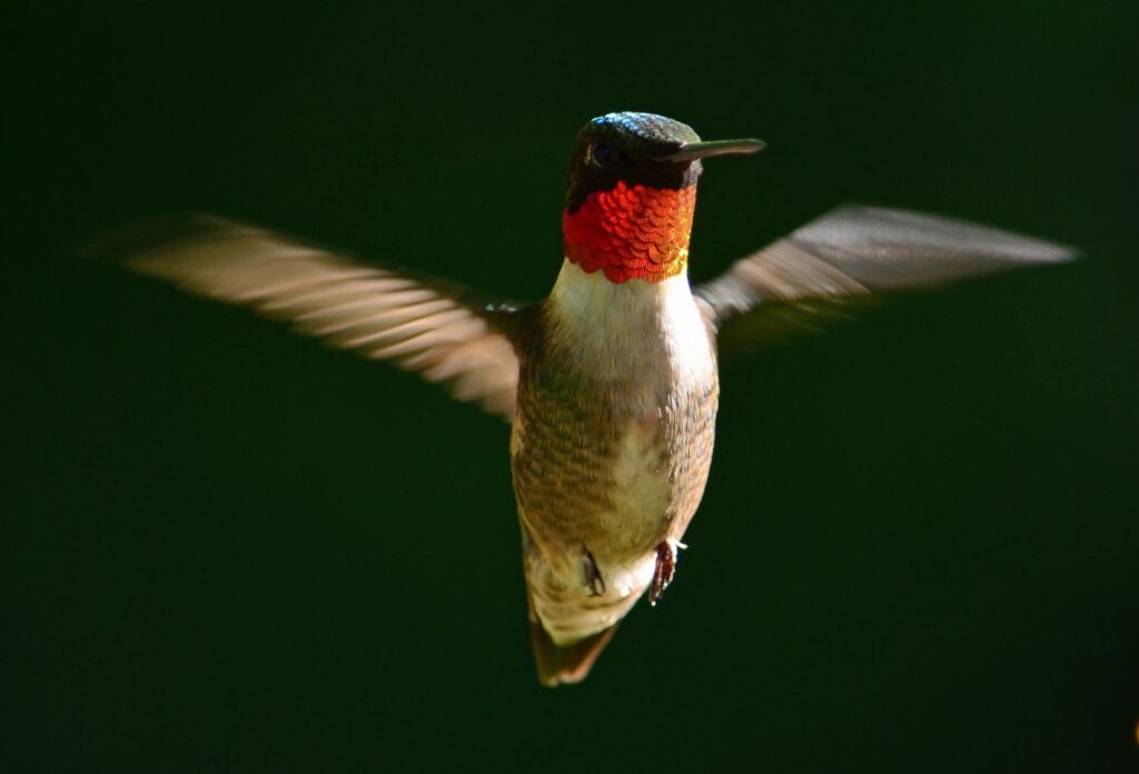 A male hummingbird with his bright red gorget and wings flapping hard.