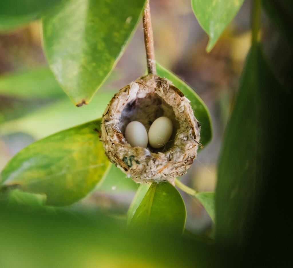 A hummingbird nest is secreted in a shrub with two tiny white eggs.