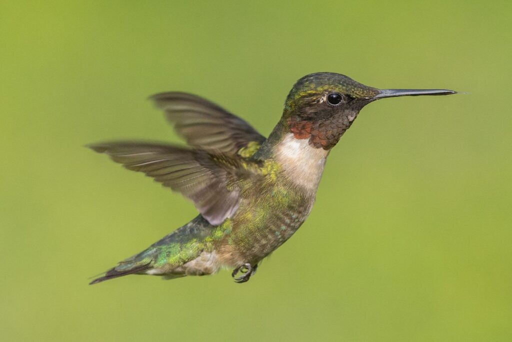 Hummingbirds have long beaks and tongues and tiny feet.