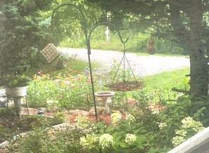 View from my office window - bird feeders, flowers, birdbath, birdhouse