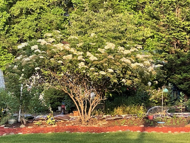 Part of my front garden area highlighting my elderberry bush in flower.