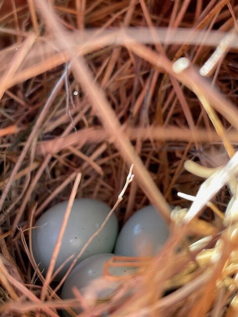 A nest of 3 bluebird eggs.