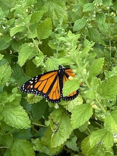 A male Monarch butterfly checks out my catmint plant.