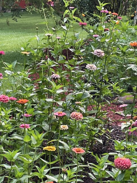 Part of my wildflower garden highlights zinnias of all colors.