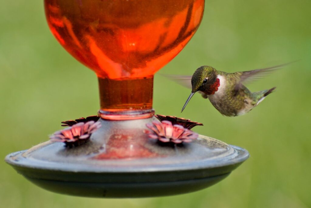 A male ruby-throated hummingbird flies in to sip at a hummingbird feeder.