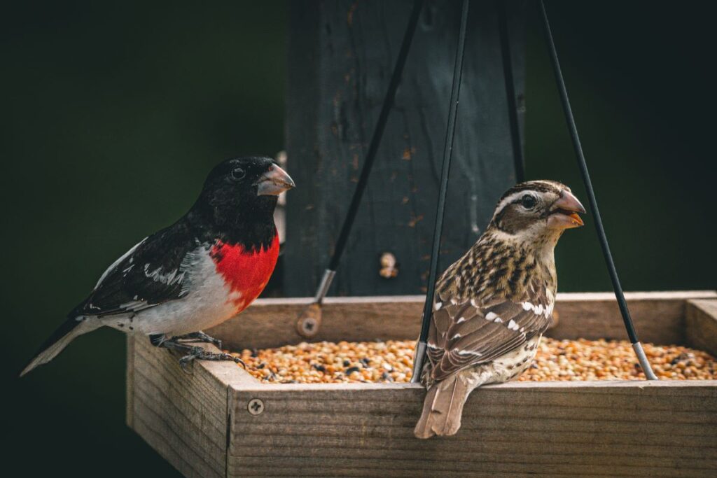 A ale and female rose-breasted grosbeak sit on a tray birdfeeder filled with birdseed.