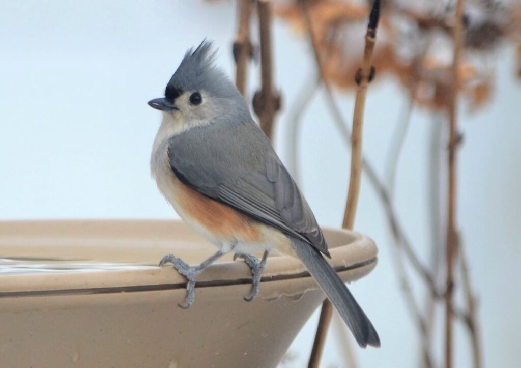 A tufted titmouse sits on the edge of the birdbath in winter. 