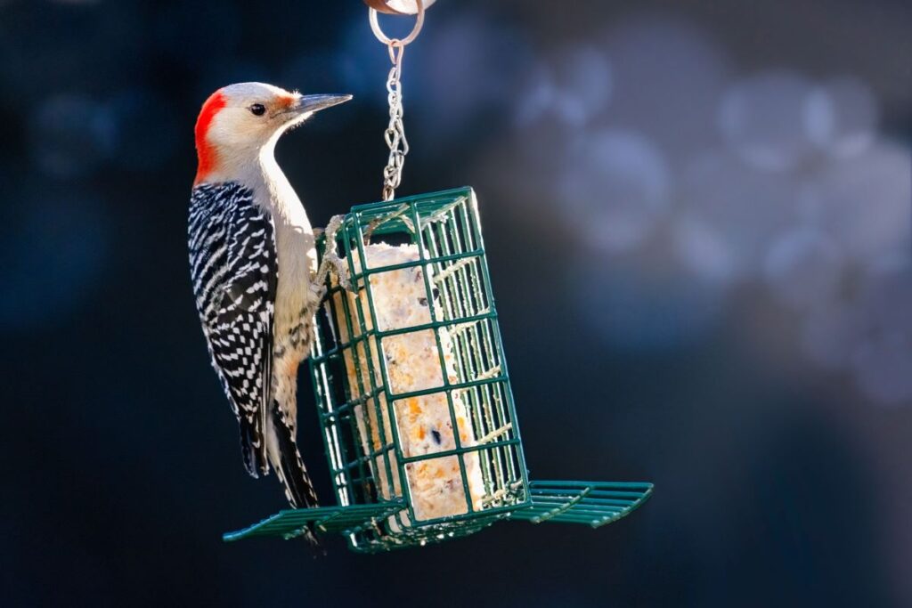 A red-bellied woodpecker rests on a suet/seed cake feeder, ready to take a bite!