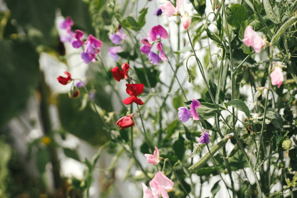 Red, purple, pink sweet pea flowers among their foliage.