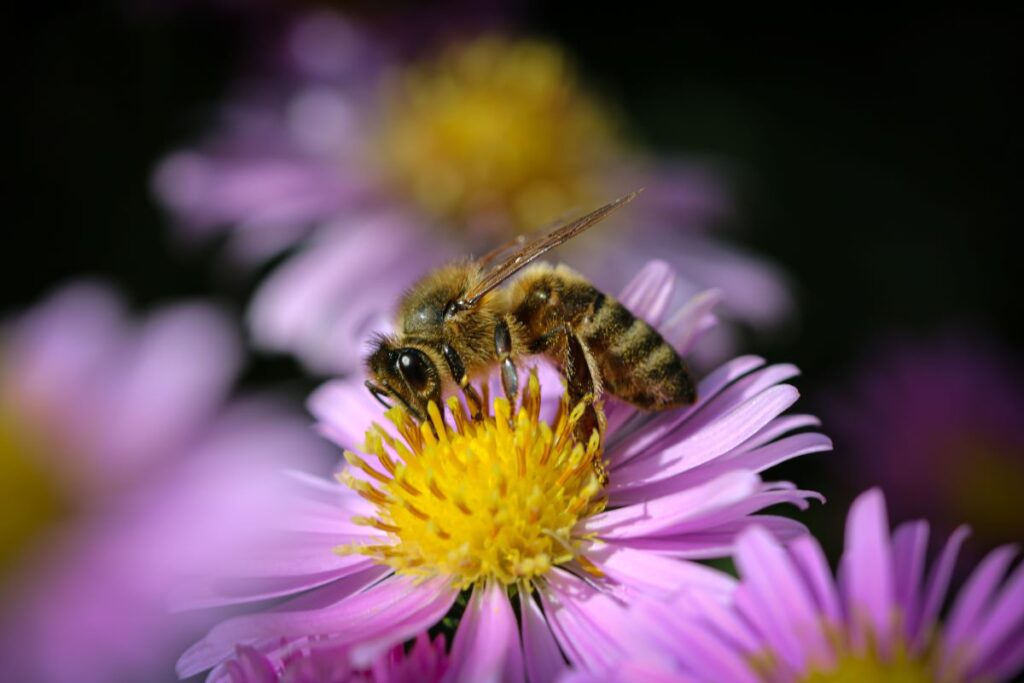 A honey bee is gathering pollen from a lavender flower that has a yellow center.