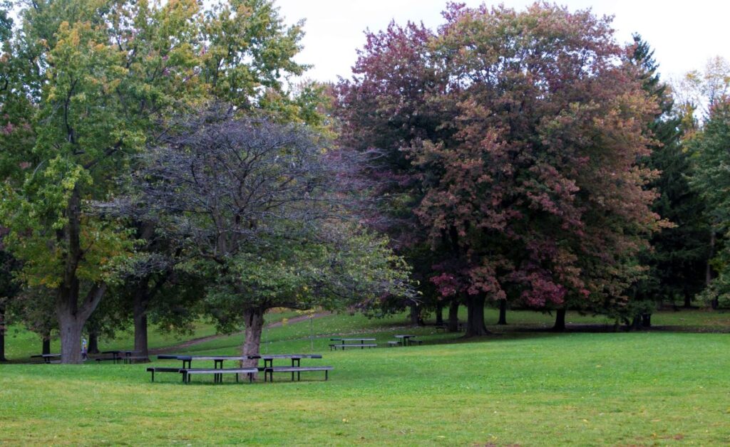 Picnic tables under trees in a green space like a park.