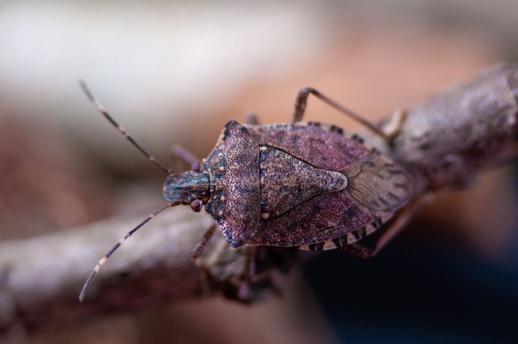 A stinkbug sits on a branch.