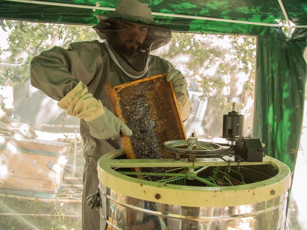 A beekeeper in full protective garb carefully adds the wax comb and honey to an extractor.