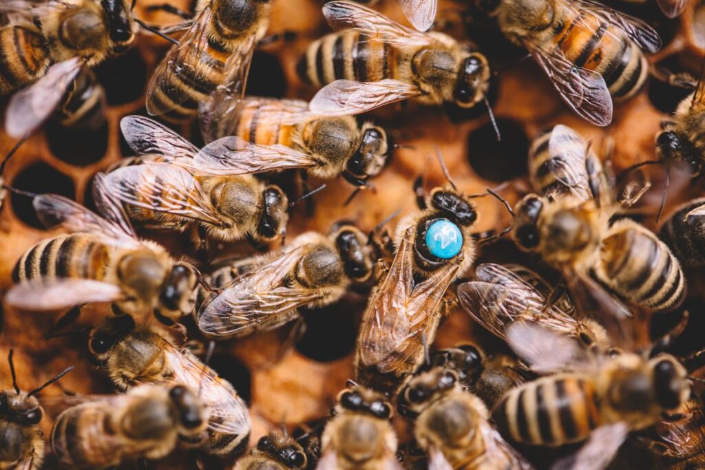 Honey bees in the hive.