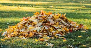 pile of brightly colored fall leaves