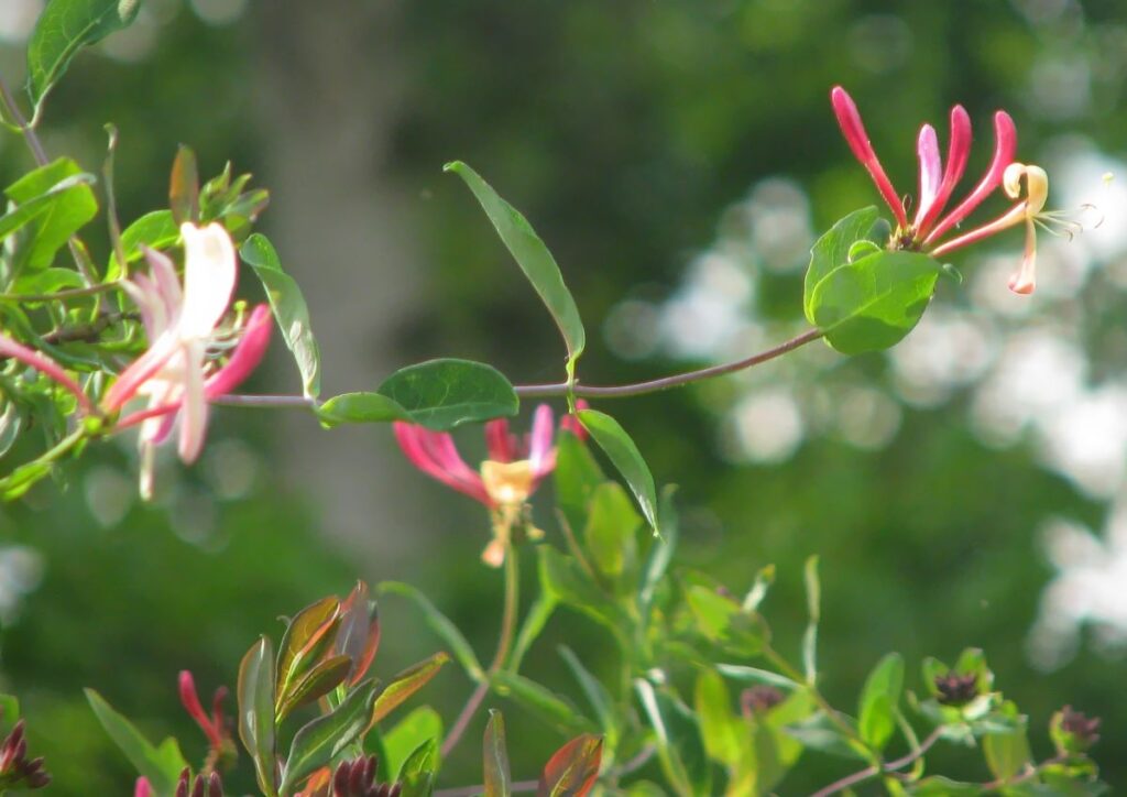 Pink honeysuckle blooms on a green background.