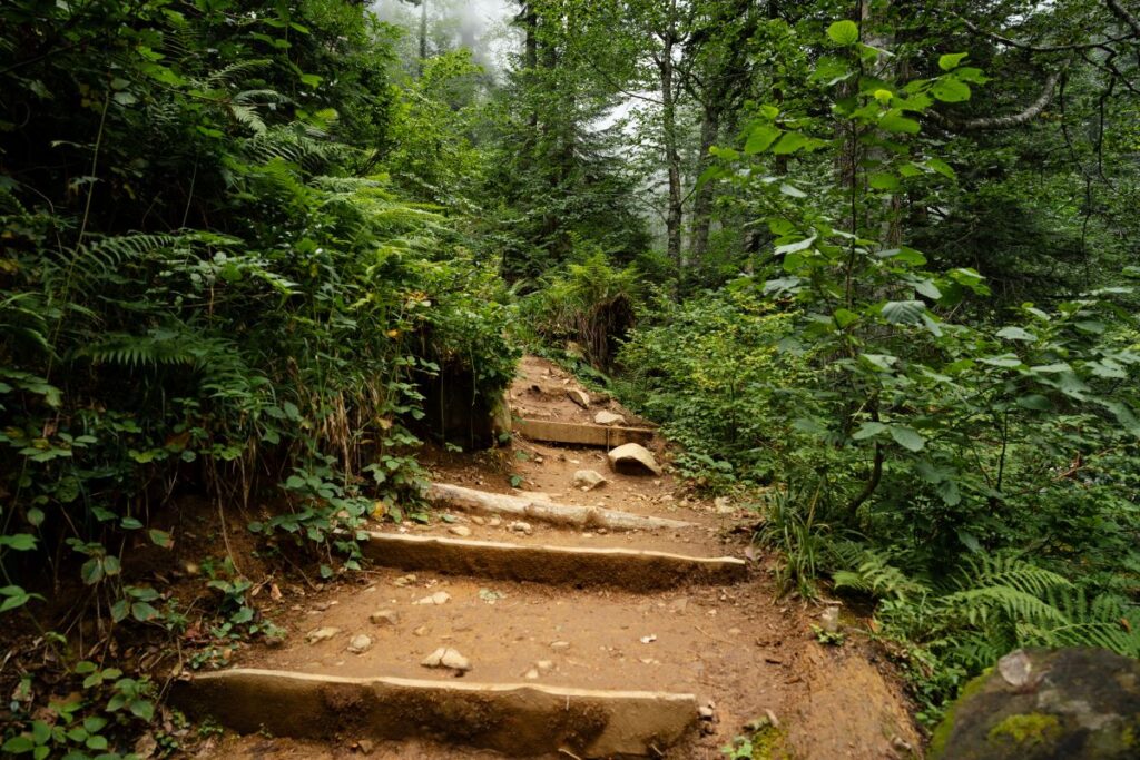 Walking on a dirt trail with steps through the forest and forest-bathing