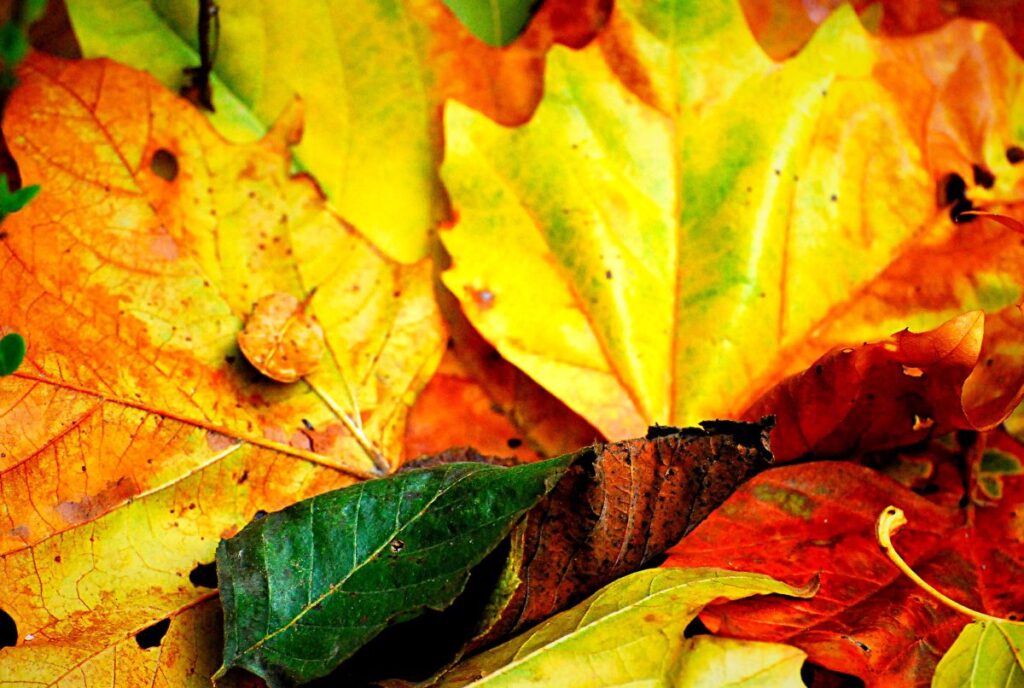 A kaleidoscope of fall leaves in red, yellow, orange and green.