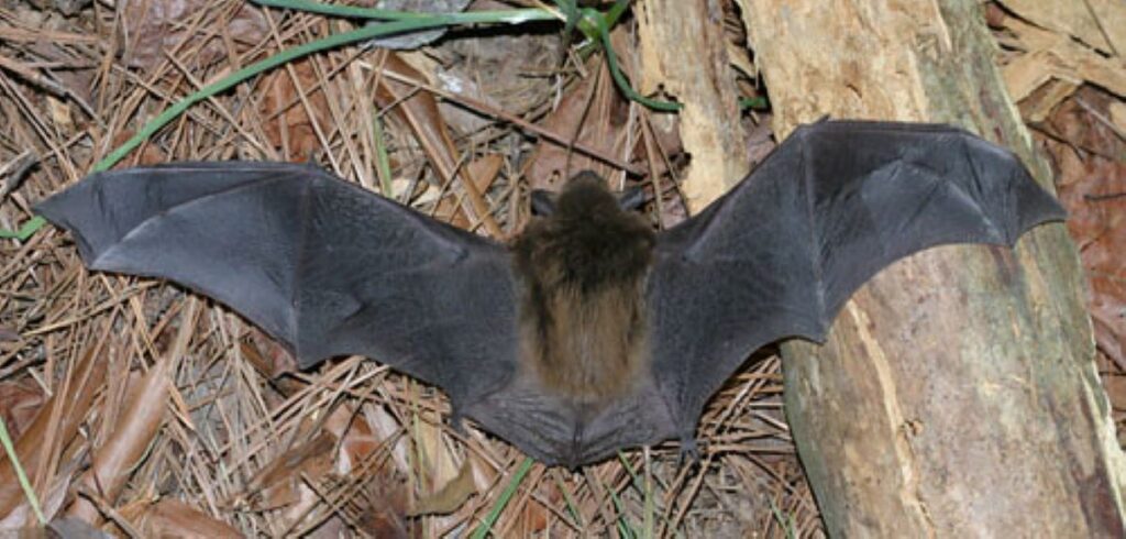 Big brown bat with wings outstretched on the ground.