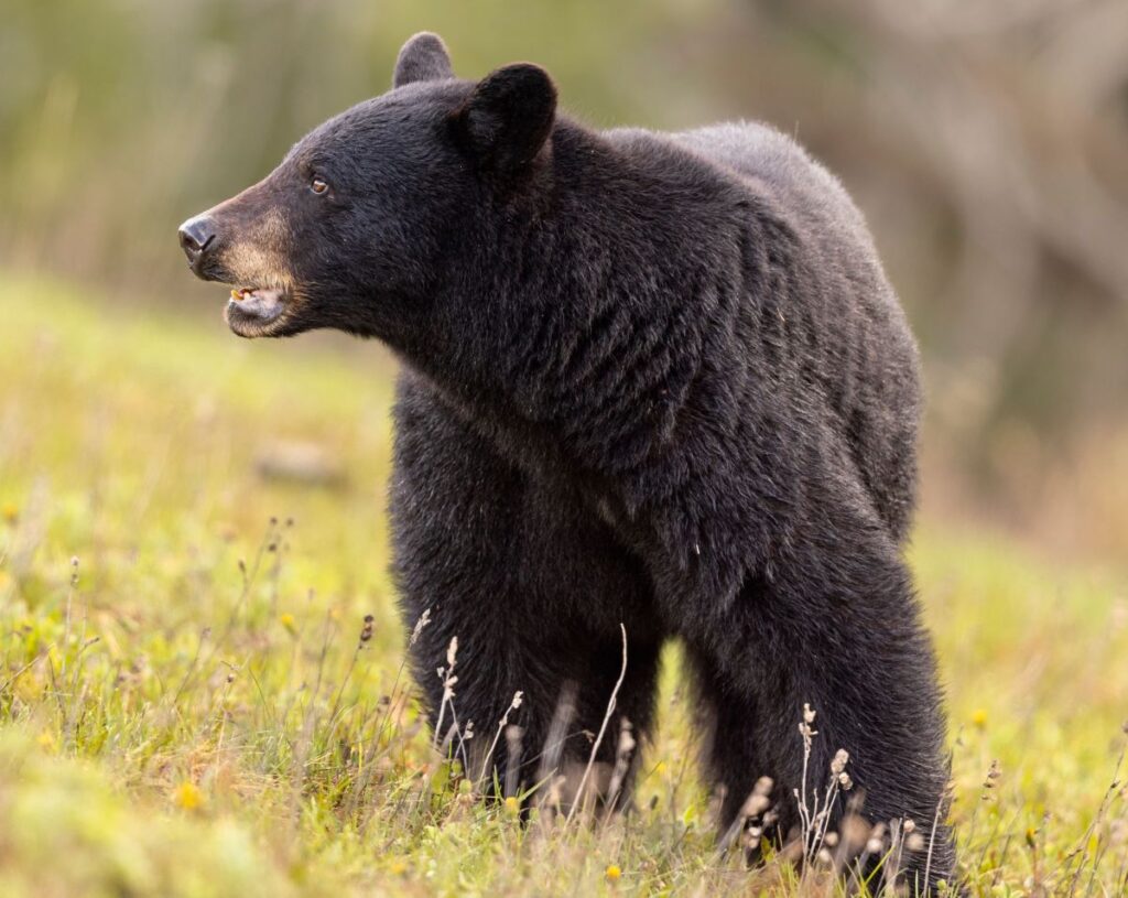 A black bear with its mouth open standing in a meadow.