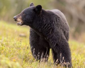 Black bear in the Smokies