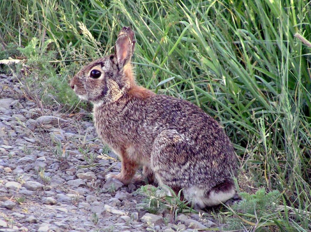 Eastern cottontail rabbit sits on gravel with tall grass in the background.