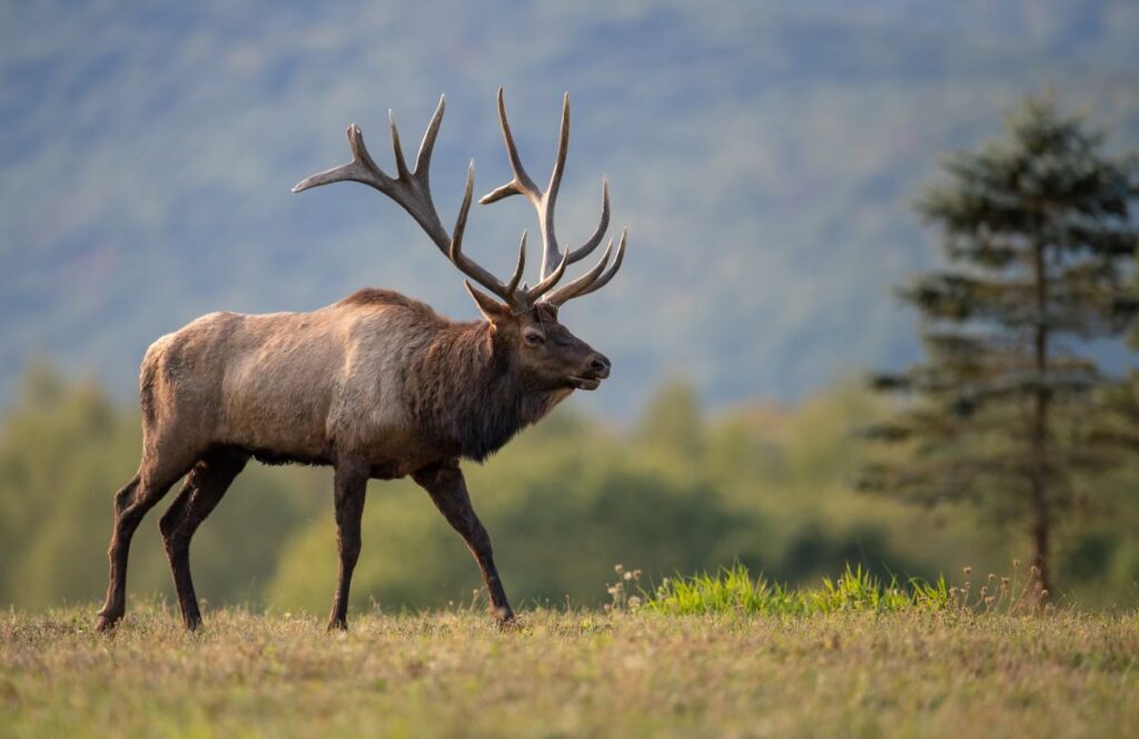 Majestic bull elk walking in a field with the mountains in the background.