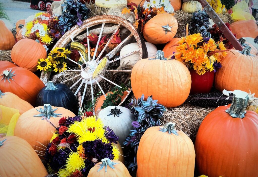 A fall seasonal display of an old wagon wheel, pumpkins in a variety of oranges and colorful mums and black-eyed susan flowers.