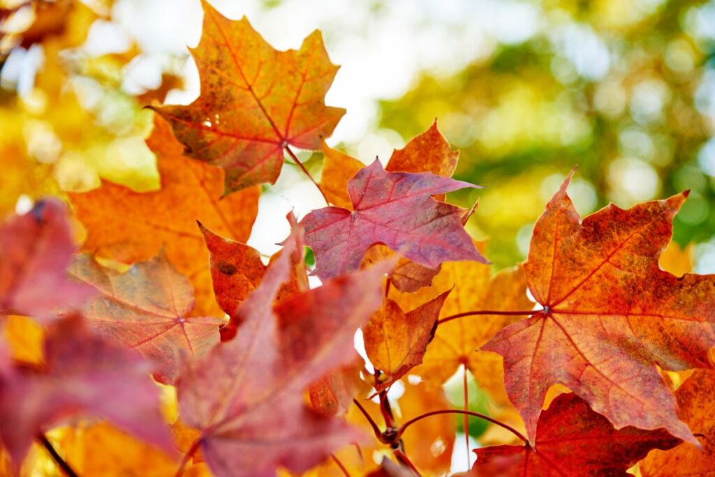 Brilliant orange, red, and gold maple leaves